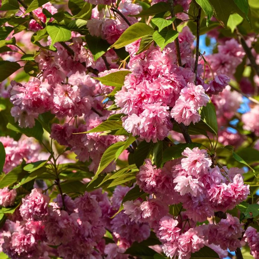 A Prunus serrulata Kanzan japán díszcseresznye rózsaszín telt virágai beborítják a díszfa ágait.