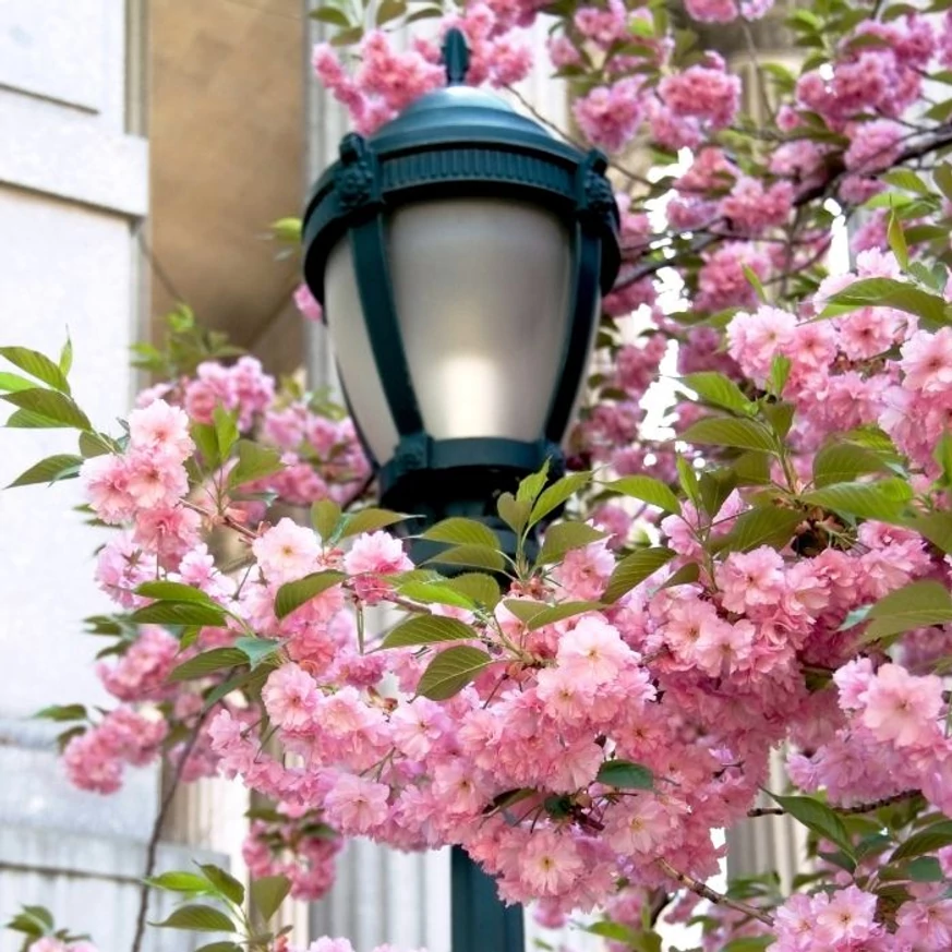 A Prunus serrulata Kanzan sorfaként is csodásan díszít. 