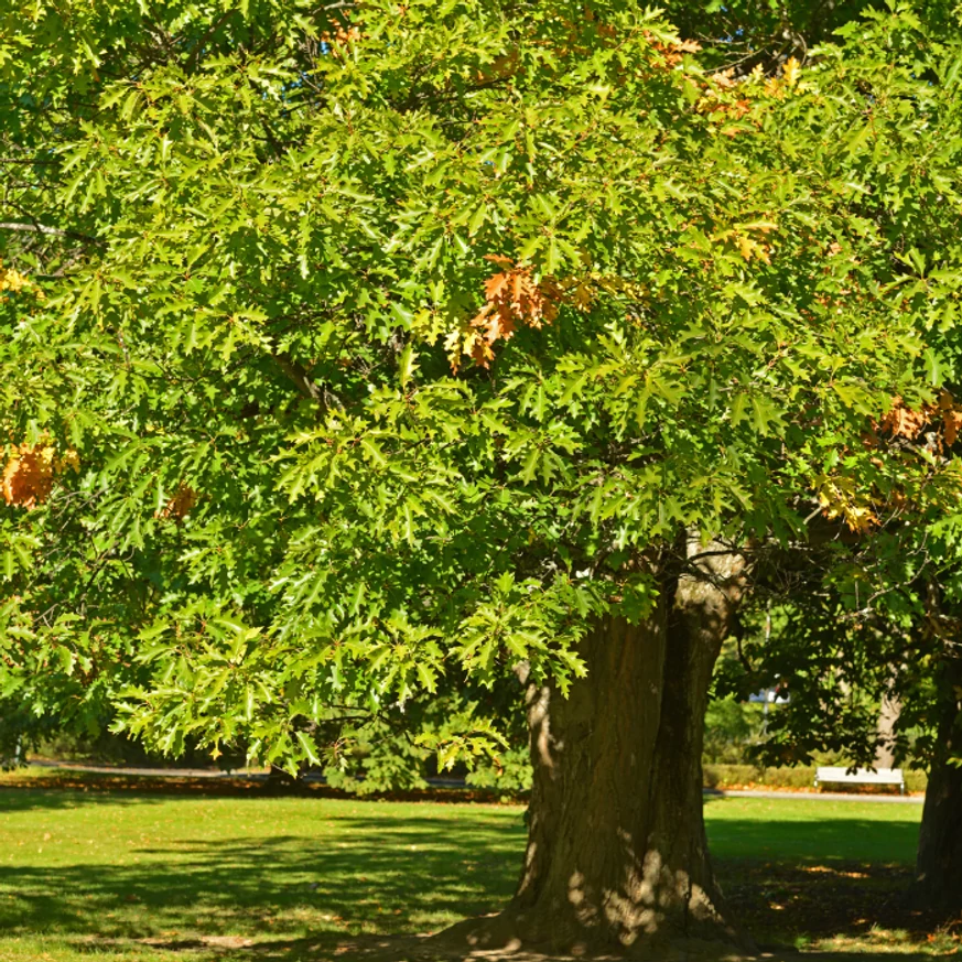Quercus rubra - Vörös tölgy idősebb példánya.