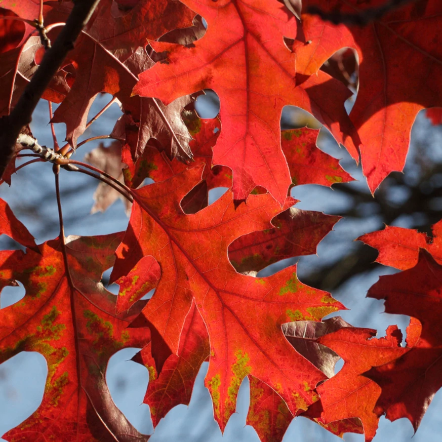 Quercus rubra - Vörös tölgy