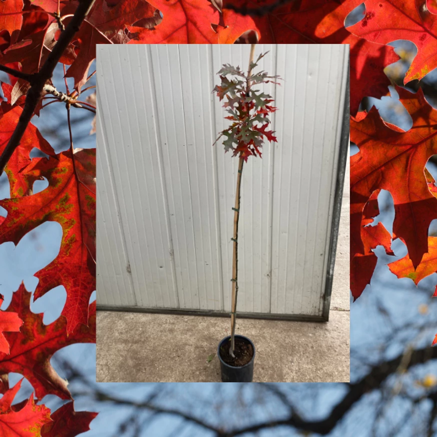 Quercus rubra - Vörös tölgy így néz ki az általunk kínált növény