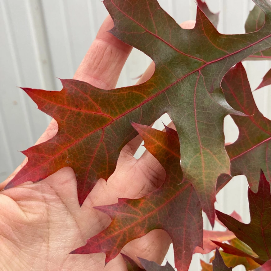 Quercus rubra - Vörös tölgy levele közelről.