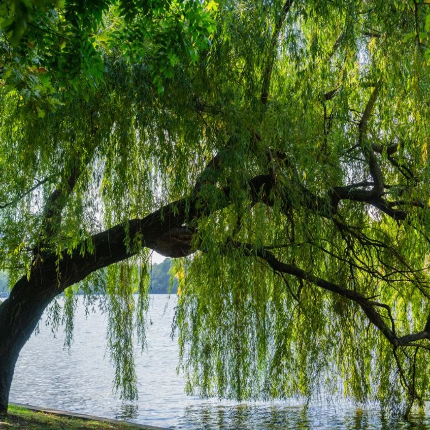 Kifejlett méretű Salix alba Tristis vízbe hajló koronával.