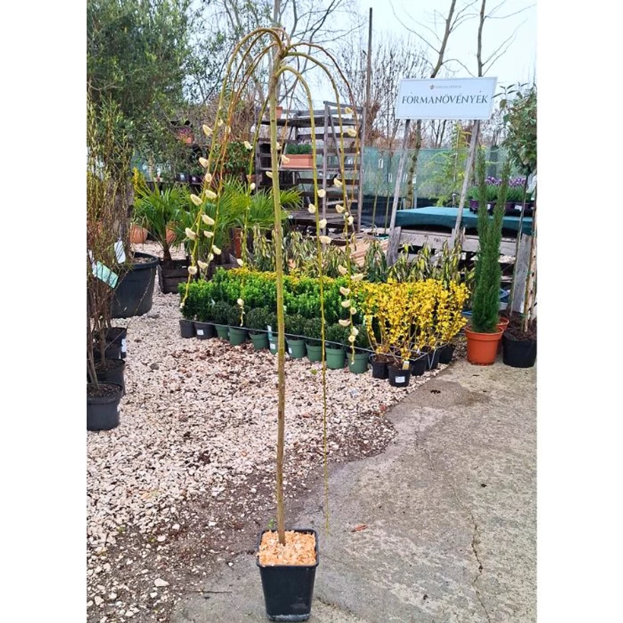 Csüngő barkafűz márciusi állapota telephelyünkön.