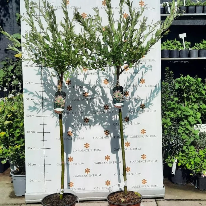 A Salix integra Hakuro-Nishiki kertészetünkben szeptember közepén. 
