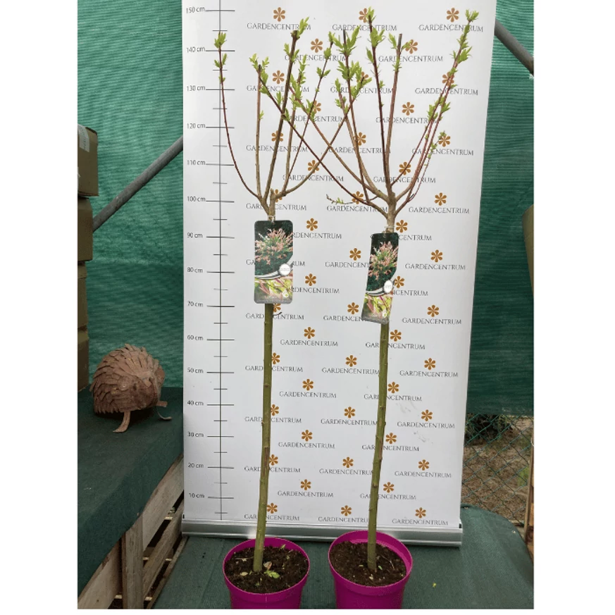 A Salix Hakuro-Nishiki kertészetünkben március végén.