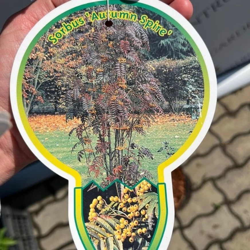 Sorbus Autumn Spire K5 - Madárberkenye
