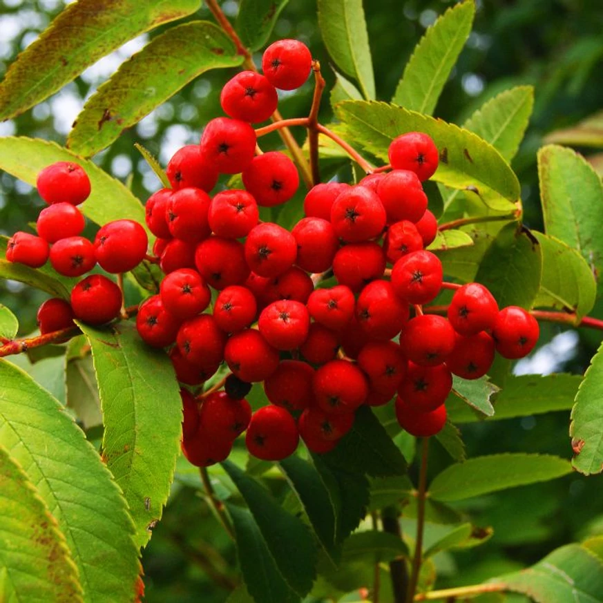 A Sorbus Titan piros, ehető termései.