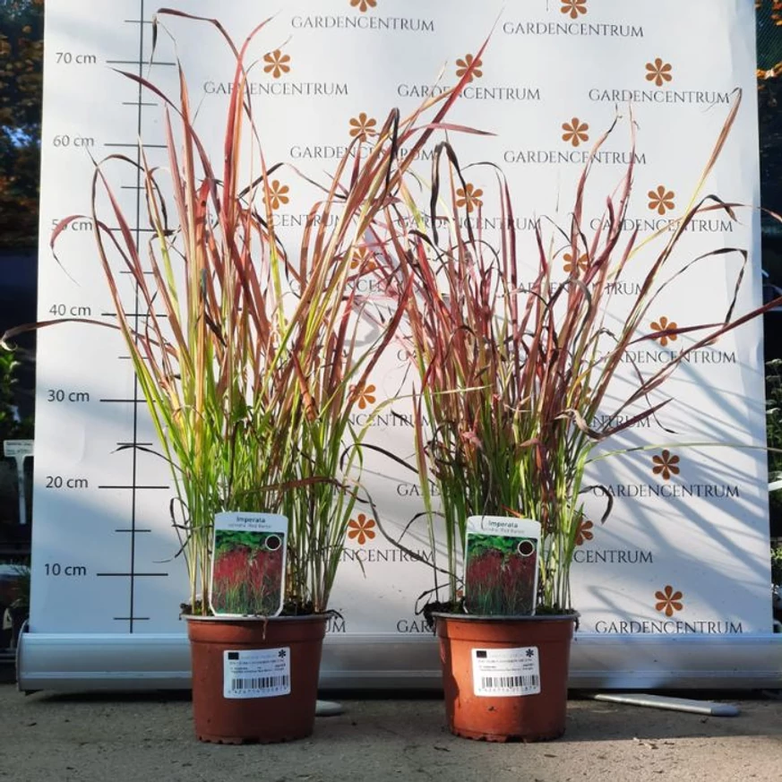 Imperata cylindrica Red Baron CS14 - Alangfű