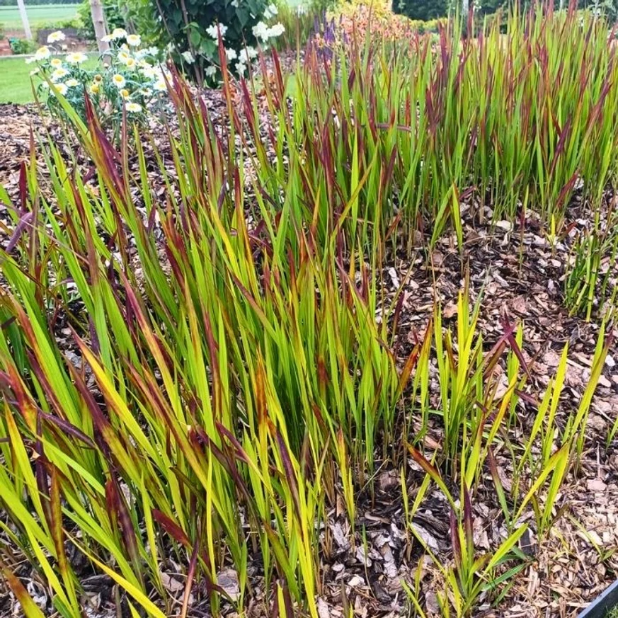Imperata cylindrica Red Baron CS14 - Alangfű