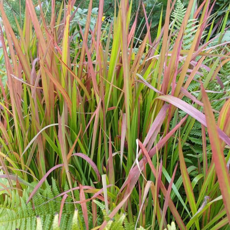 Imperata cylindrica Red Baron CS14 - Alangfű