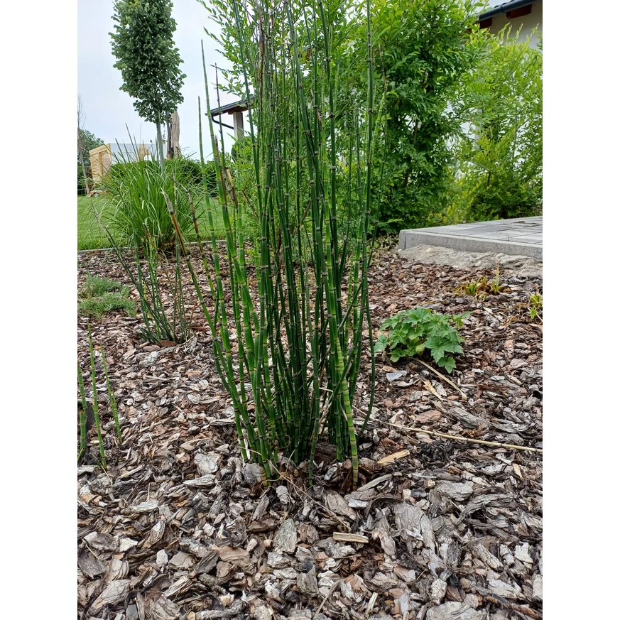 Equisetum P18 - Japán zsurló
