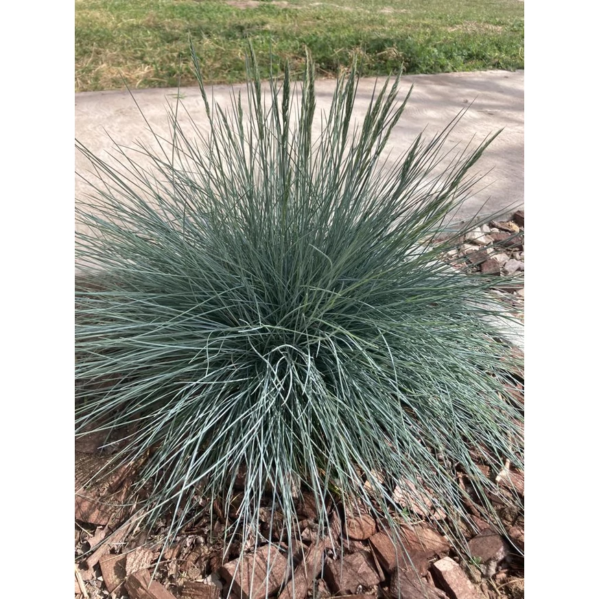 A Festuca glauca virágágyásba ültetve.