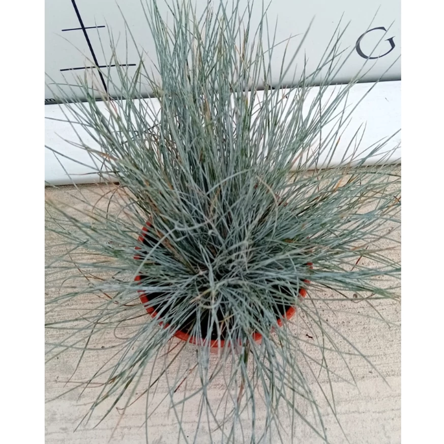 A Festuca glauca ezüstös dús lombja. 