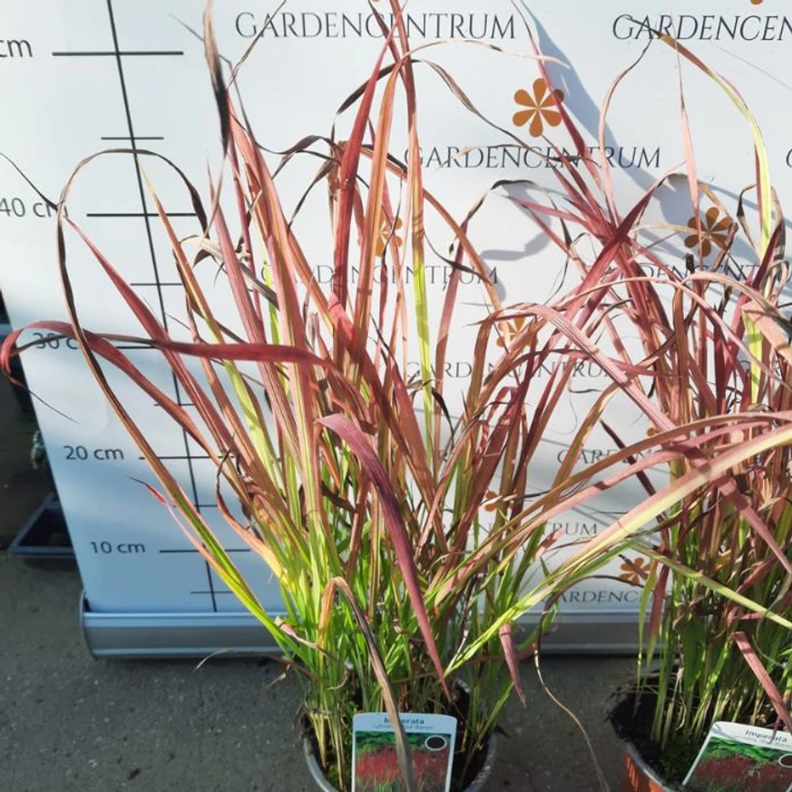 Imperata cylindrica Red Baron CS14 - Alangfű