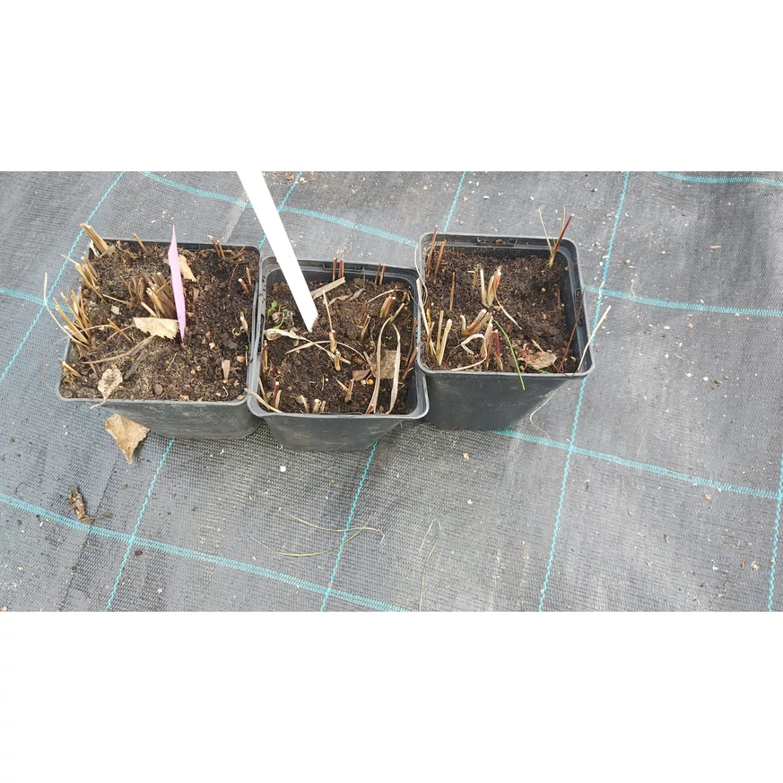 Imperata cylindrica Red Baron CS14 - Alangfű