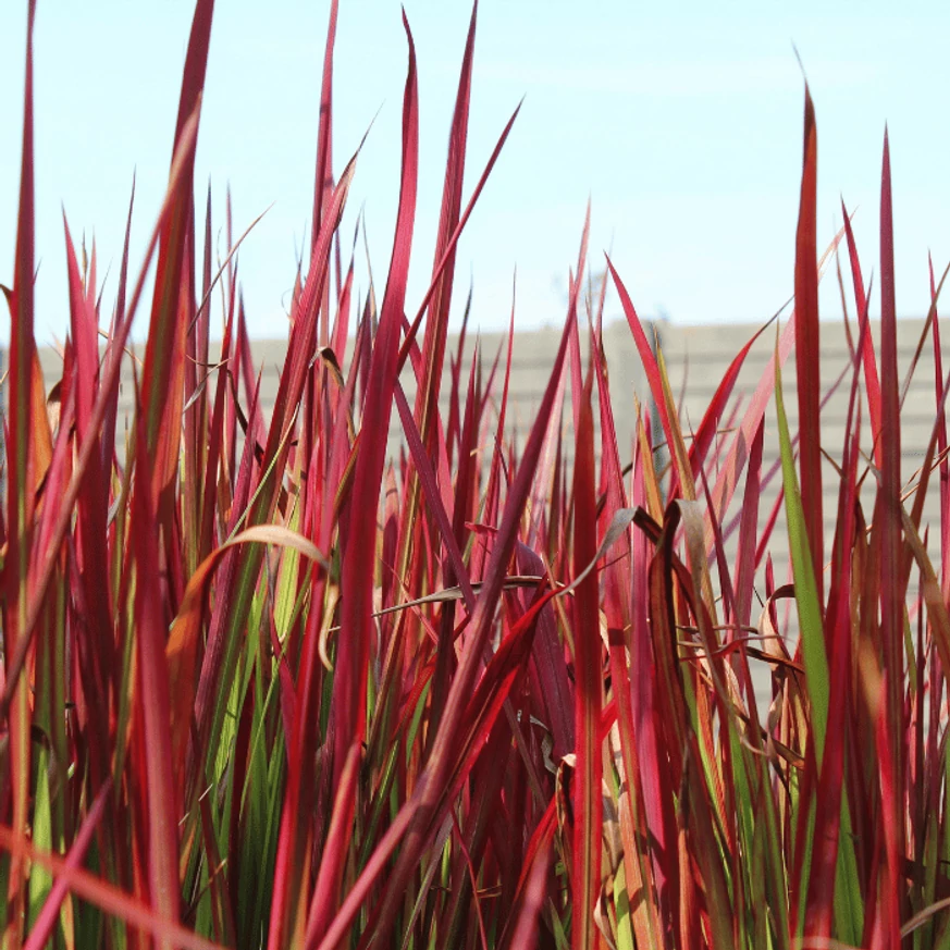 Imperata cylindrica Red Baron CS14 - Alangfű