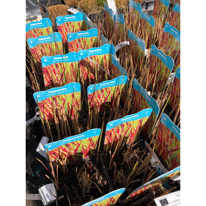 Imperata cylindrica Red Baron CS14 - Alangfű