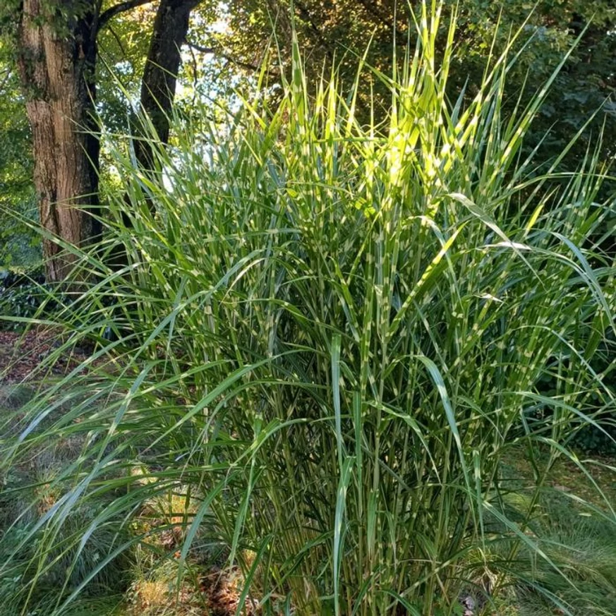 Miscanthus sinensis Zebrinus - Csíkos zebrafű