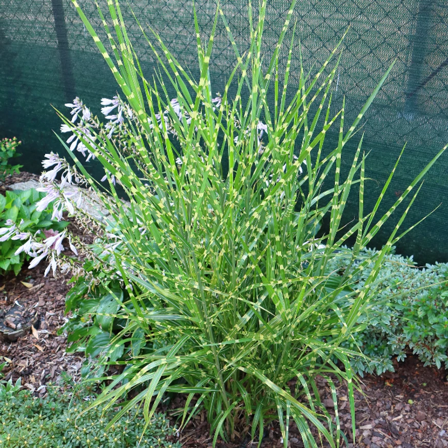 Miscanthus sinensis Zebrinus - Csíkos zebrafű