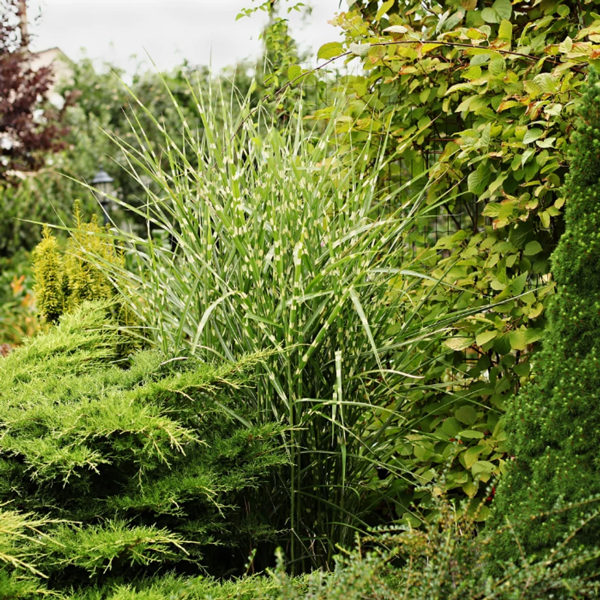 Miscanthus sinensis Zebrinus - Csíkos zebrafű