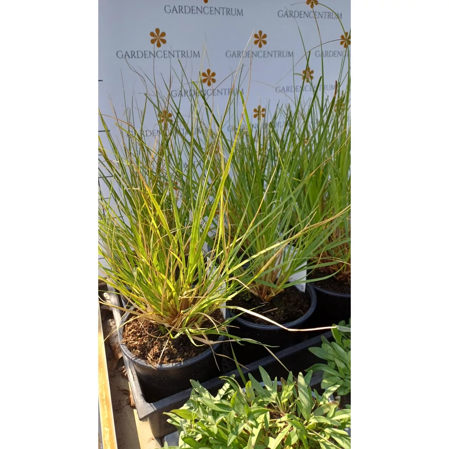 Cortaderia selloana Pumila CS15 - Törpe fehér pampafű