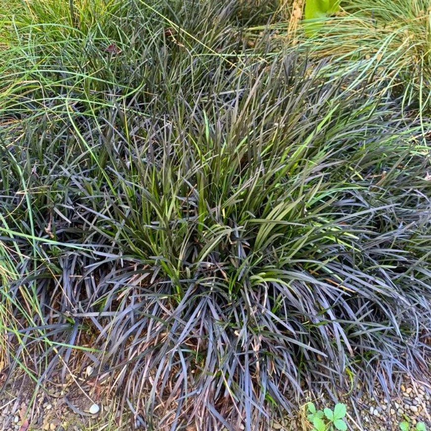 Ophiopogon planiscapus Niger CS9 - Kígyószakáll