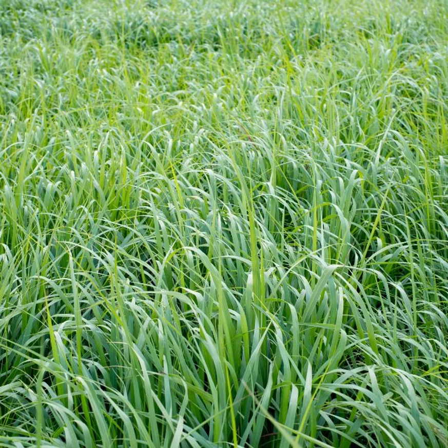 Panicum virgatum Northwind - Vesszős köles