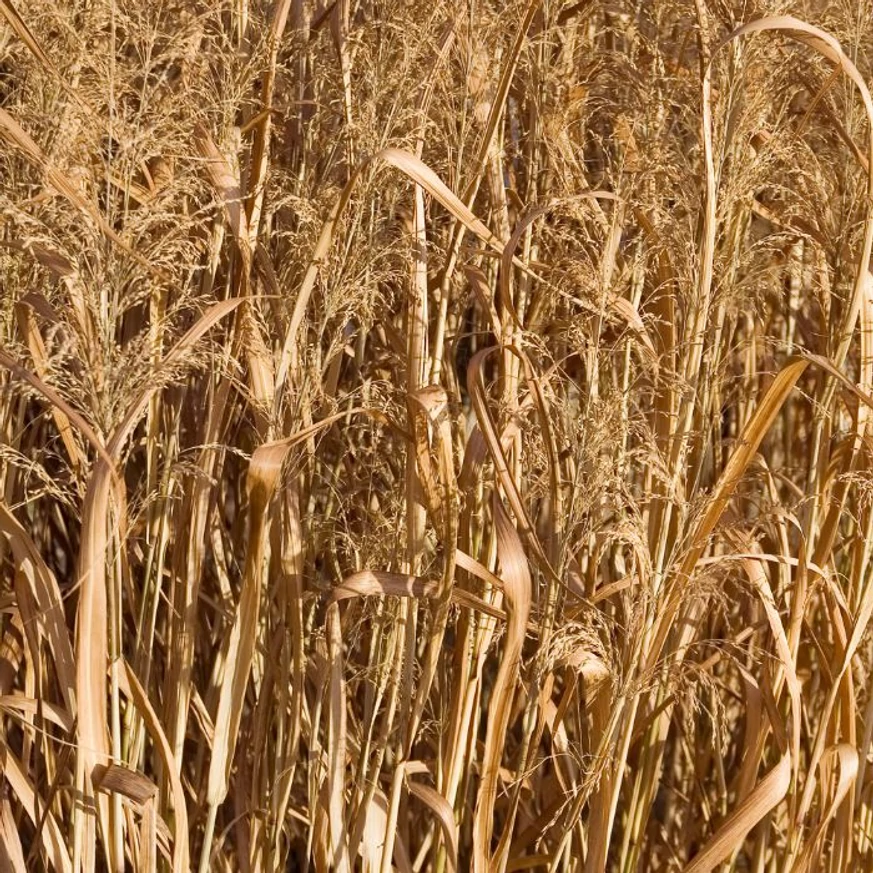 A Northwind vesszős köles őszi vöröses barna lombszíneződése.