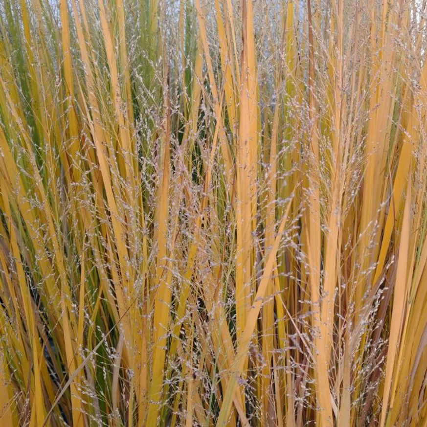 Panicum virgatum Northwind - Vesszős köles