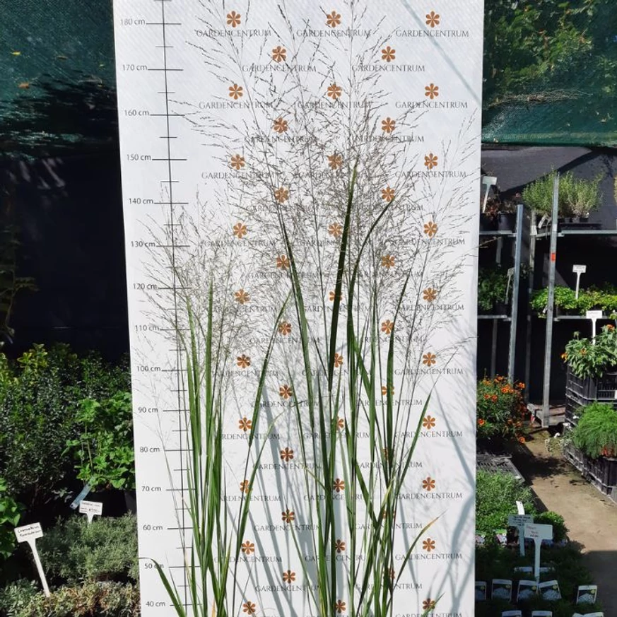 Panicum virgatum Heavy Metal CS15 - Vesszős köles