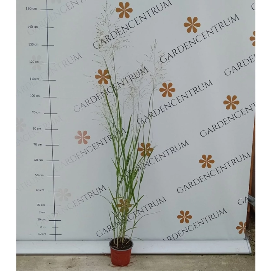 Panicum virgatum Heavy Metal CS15 - Vesszős köles