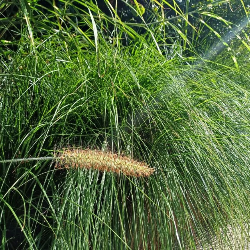 Pennisetum alopecuroides - Tollborzfű