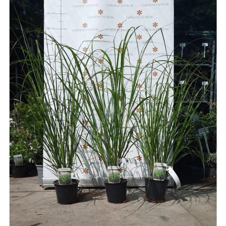 Pennisetum alopecuroides K2 - Barna bugájú tollborzfű