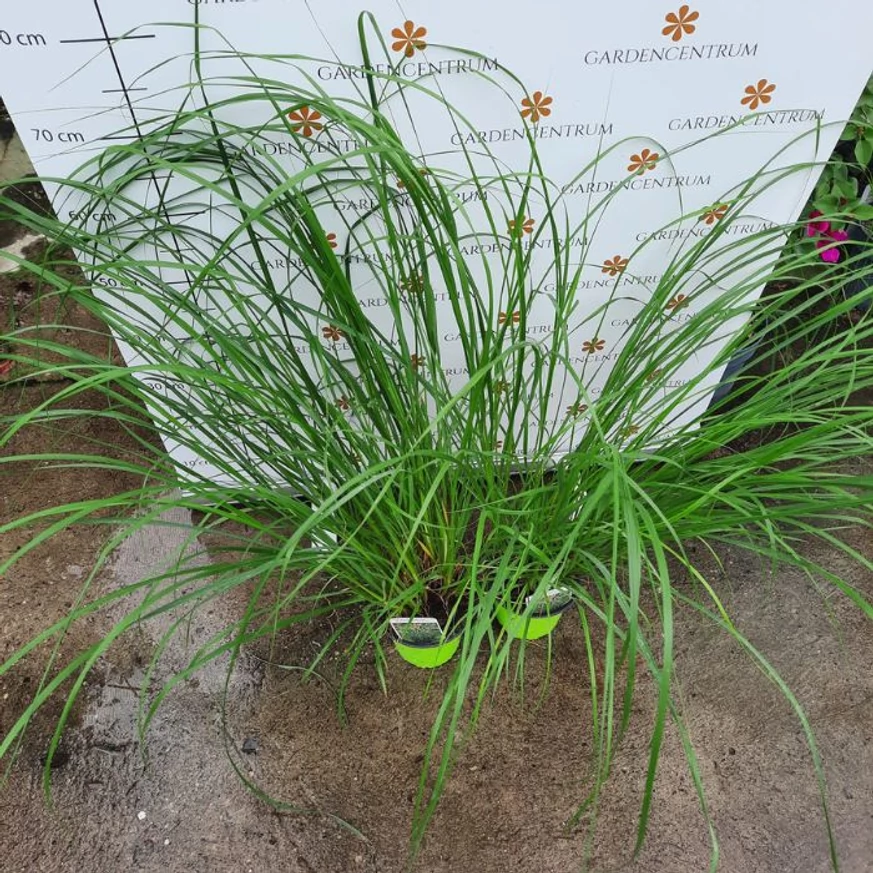 Pennisetum alopecuroides K2 - Barna bugájú tollborzfű