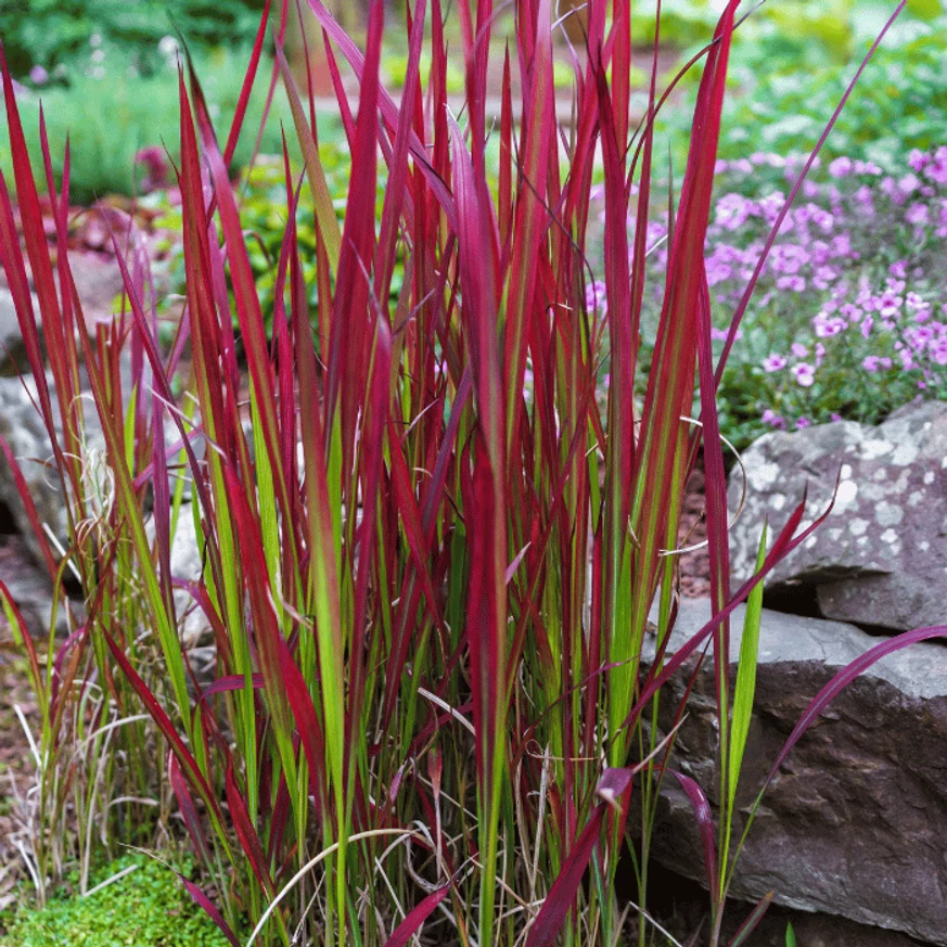 Imperata cylindrica Red Baron CS14 - Alangfű