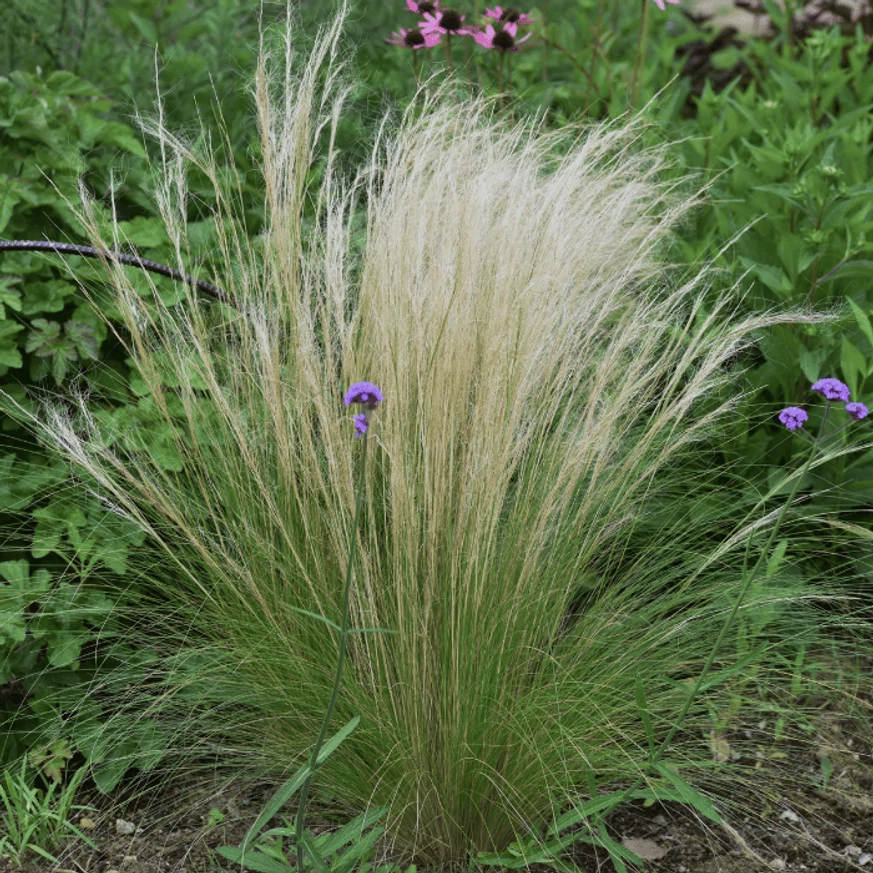 Vegyes virágágyásba ültetett Stipa tenuissima.