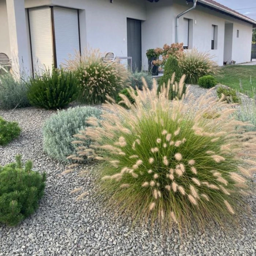 Pennisetum alopecuroides K2 - Barna bugájú tollborzfű