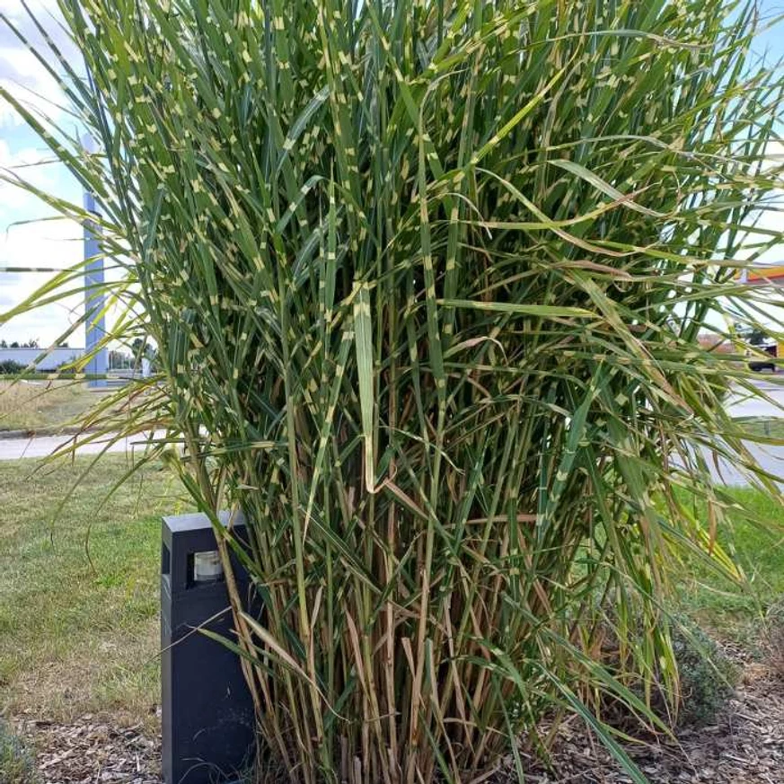 Miscanthus sinensis Zebrinus - Csíkos zebrafű