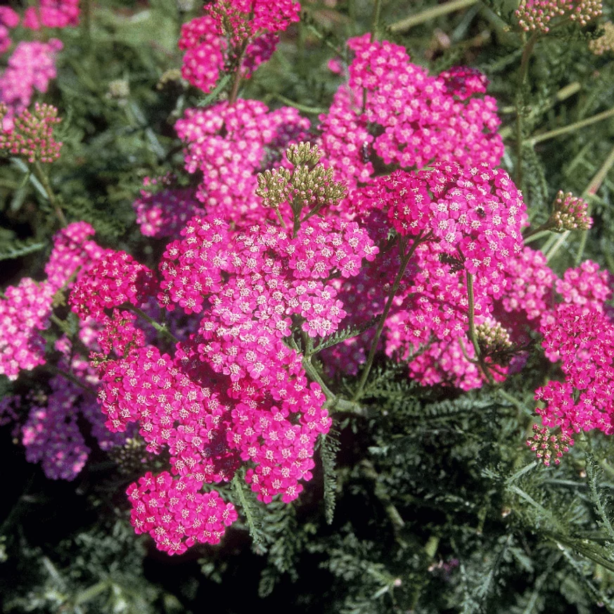 Az Achillea millefolium cickafark rózsaszín virágai.