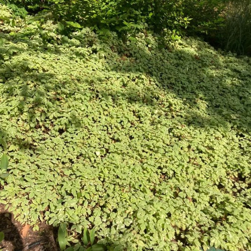 Aegopodium podagraria Variegatum P9 - Podagrafű