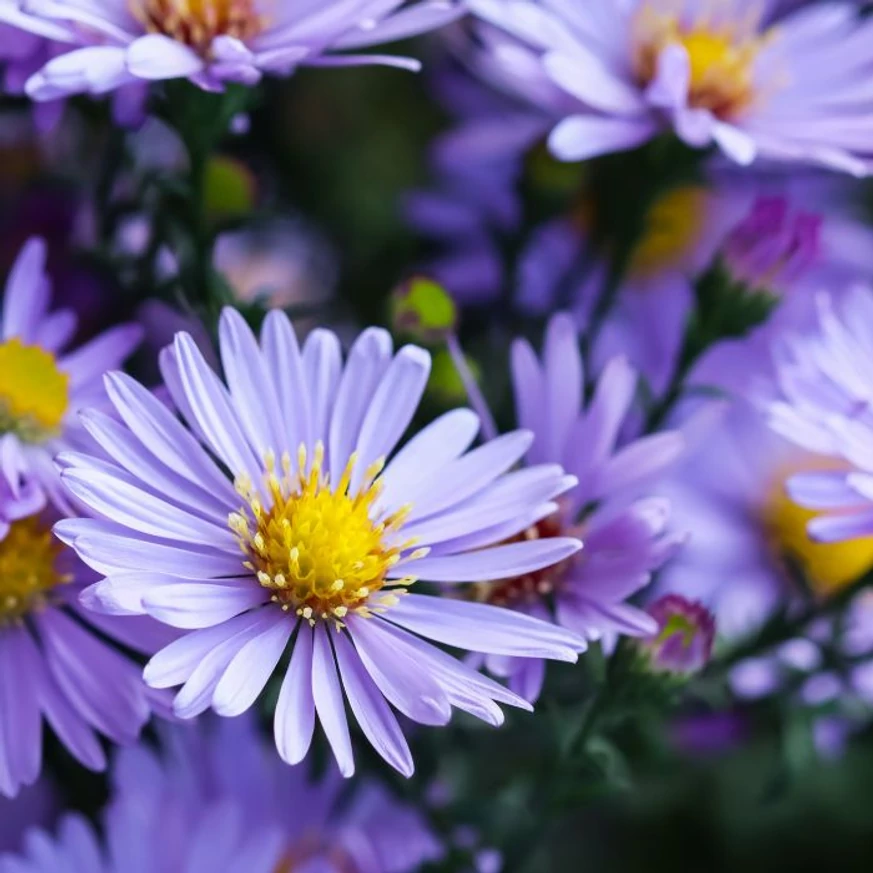 Aster cordifolius Little Carlow őszirózsa virága közelről. 