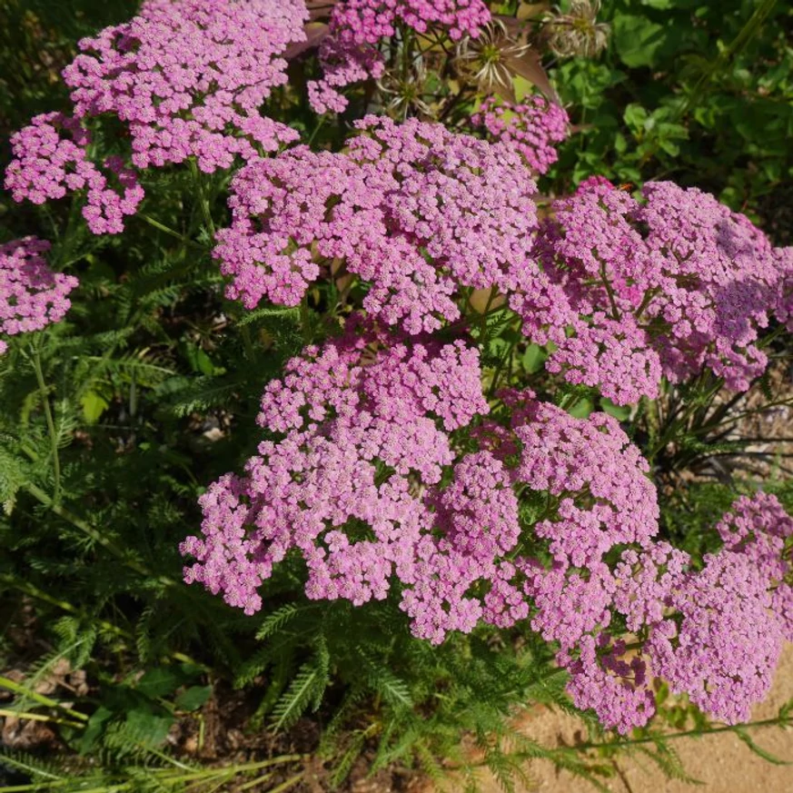 Bokrosan növő kifejlett Liliac Beauty cickafark kellemes virágzása.