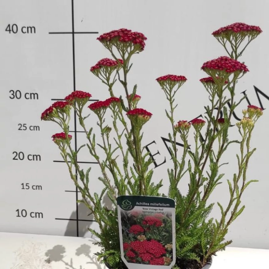 Achillea millefolium - Cseresznyepiros cickafark