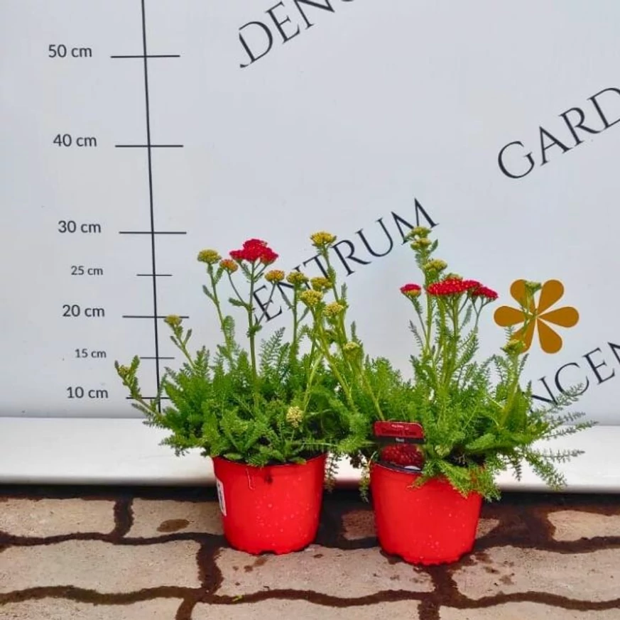 Piros cickafark növények májusi állapota kertészetünkben.