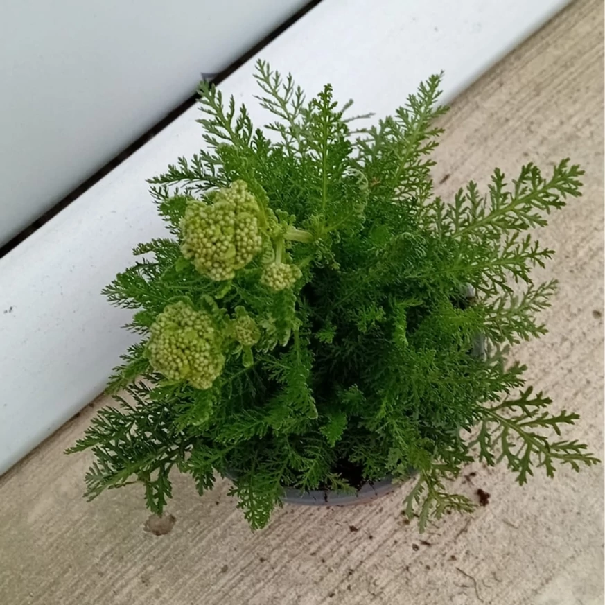 Achillea millefolium - Rózsaszín cickafark