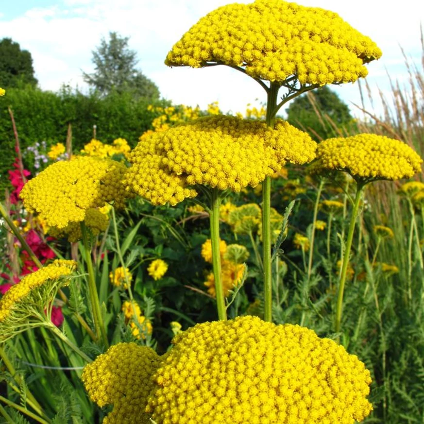 Az Achillea millefolium élénksárga virágzata.