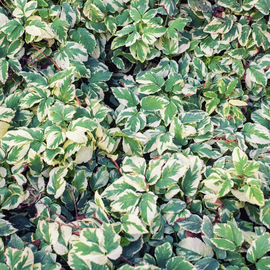 Aegopodium podagraria Variegatum P9 - Podagrafű
