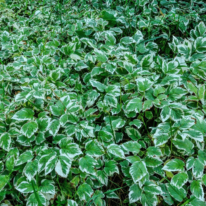 Aegopodium podagraria Variegatum P9 - Podagrafű