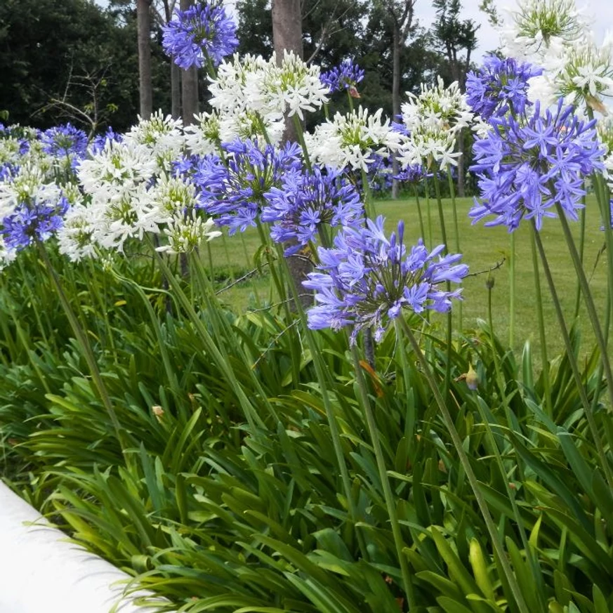 Fehér és kék virágszínű Agapanthus sp évelők.